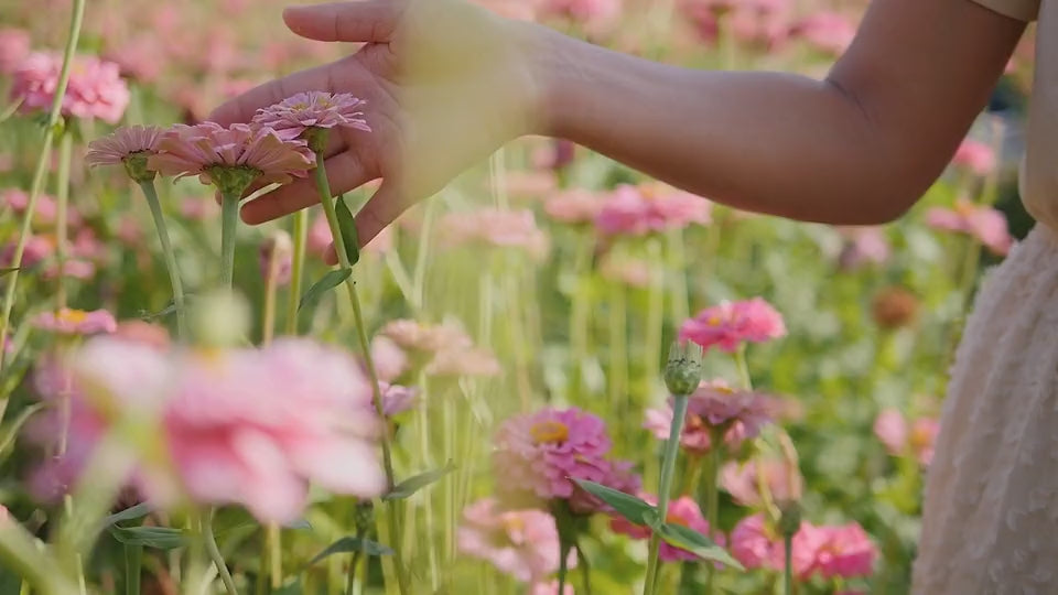 Charger la vidéo : Une femme marche doucement à travers un champ de fleurs aux longues tiges vertes, ornées de fleurs dans différentes nuances de rose. D&#39;une main délicate, elle effleure les fleurs en passant. Sa silhouette est visible, mais son visage reste hors de vue. Elle porte une robe fluide de couleur crème. C&#39;est une après-midi de printemps, vers 17 heures, et la lumière douce du soleil illumine la scène paisiblement.